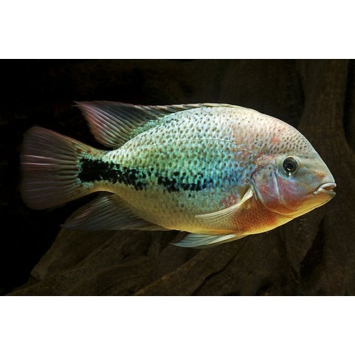Coatza Cichlid -American 5cm