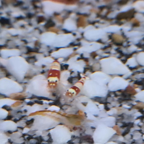 Crystal Red High Grade Shrimp 