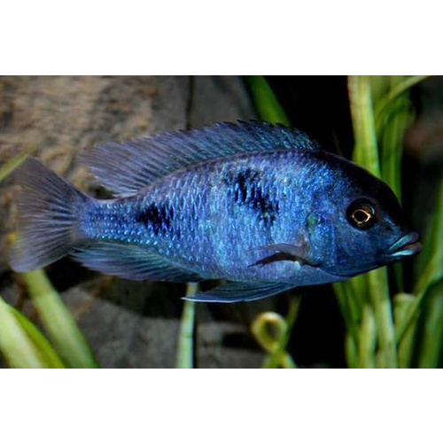Blue Dolphin Cichlid - Cyrtocara Moorii 3.5cm