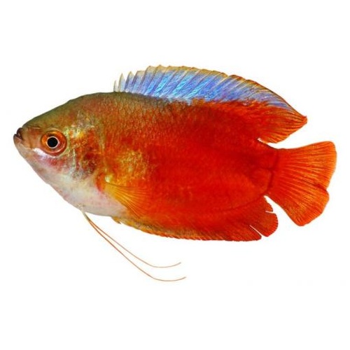 Male Dwarf Flame Gourami 5cm