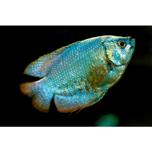 Male Dwarf Coral Blue Gourami 4cm