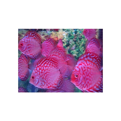 Discus Assorted 9cm