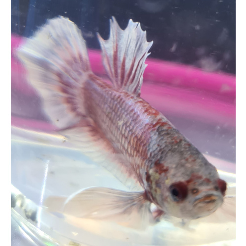 Dumbo Elephant Ear Siamese Betta Male Fighter Fish 5cm