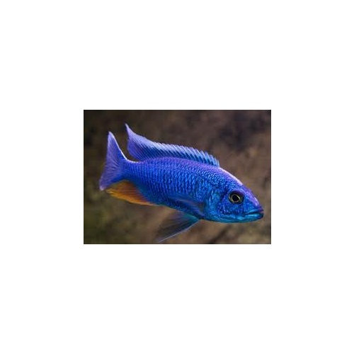 Electric Blue Cichlid - Sciaenochromis Fryeri 8cm