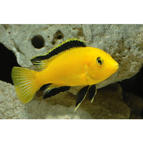 Electric Yellow Cichlid - Labidochromis Caeruleus 3.5cm