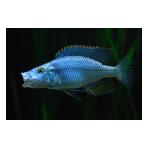 Malawi Eyebiter Cichlid - Dimidochromis Compressiceps 8cm