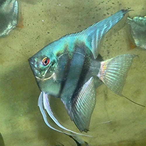 Sapphire Blue Angelfish 3–3.5cm – Pterophyllum scalare