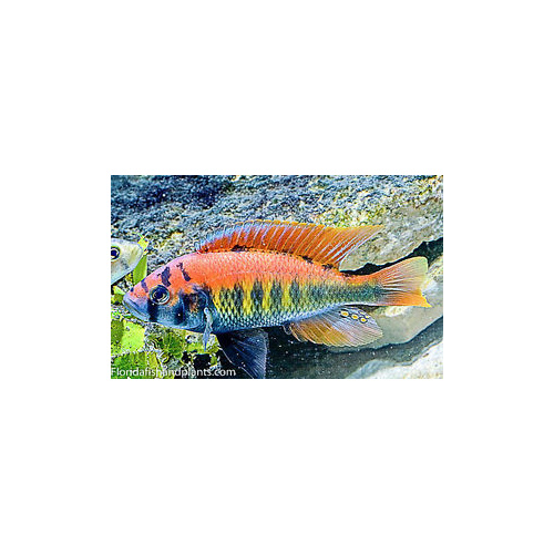 Flameback Cichlid - Haplochromis Flameback  5cm