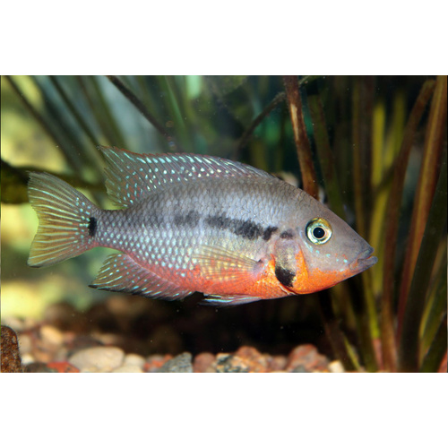 Firemouth Cichlid -American 4cm