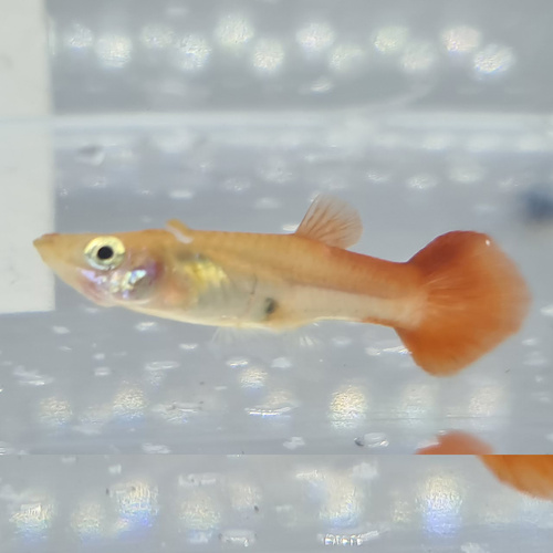 Female Koi Guppy 4cm