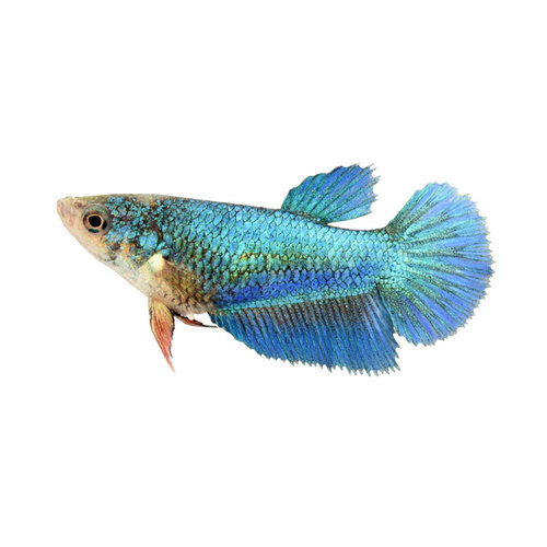 Siamese Fighting Fish Full Moon Betta 3.5cm Assorted Colours