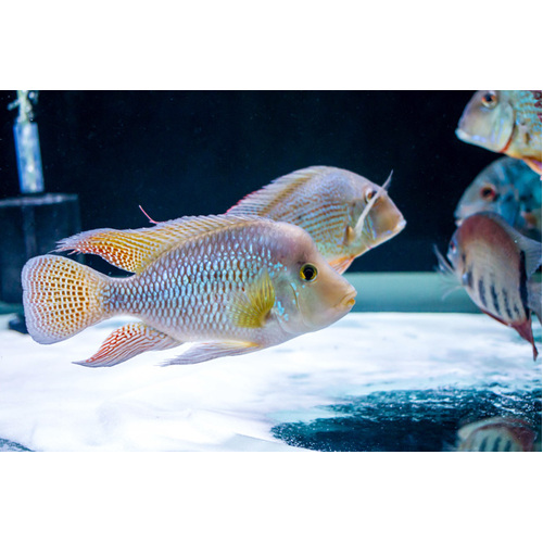 Geophagus Brasiliansis Cichlid -American 15-19cm (Large)