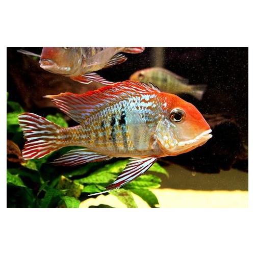 Geophagus Orang/Red Head Cichlid -American 5cm
