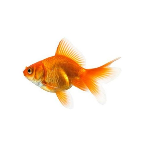 Red Fan Tail Gold Fish 5cm Assorted