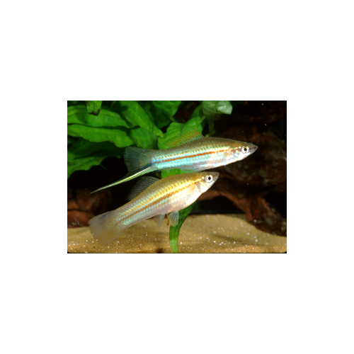 Green Swordtail 4.5cm
