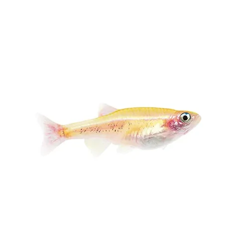 Gold White Cloud Mountain Minnow 2.5cm