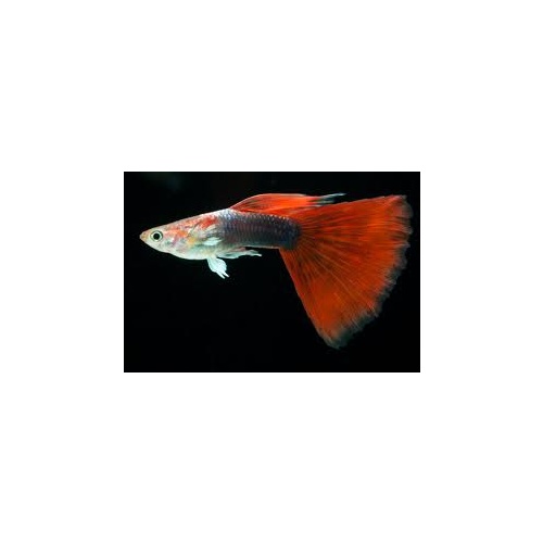 Assorted Male Guppies