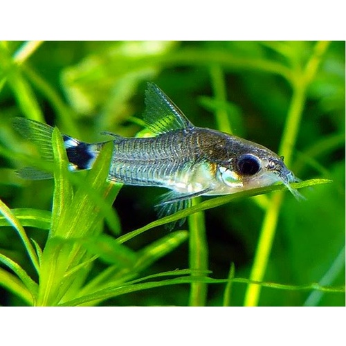Hastatus Dwarf Cory -Corydoras hastatus 1cm