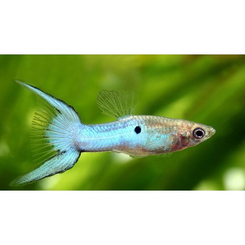 Japanese Blue Double Sword Male Guppy 3cm