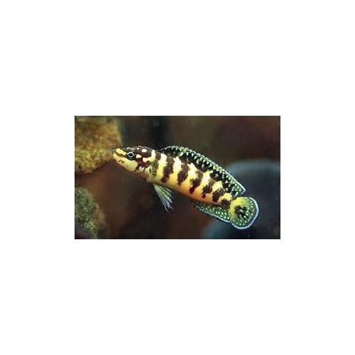 Julidochromis Transcriptus -Masked Julie Cichlid 2-3cm