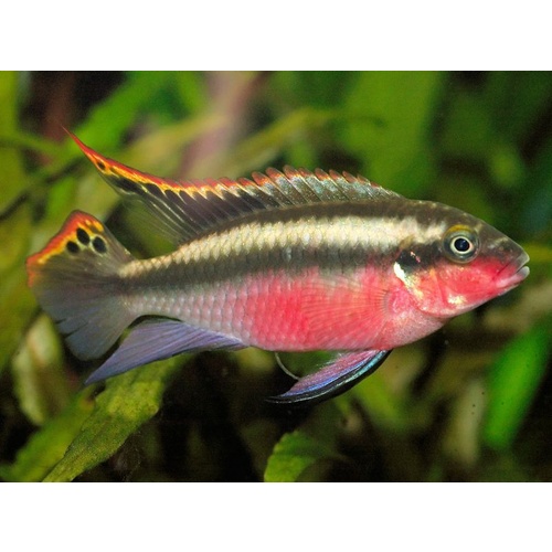 Kribensis Red Wild Cichlid - Pelvicachromis Pulcher 5cm