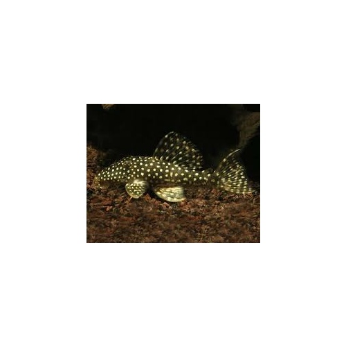 L004 Pleco Hypancistrus Angelicus Pleco 2.5cm