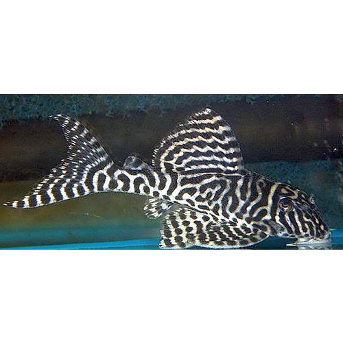 L066 King Tiger Pleco Catfish - Hypancistrus sp 3cm