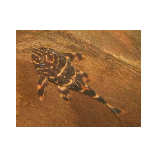 L104 Clown Pleco Catfish - Panaqolus Maccus 3cm