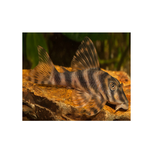 L015  Pleco Peckoltia Vittata