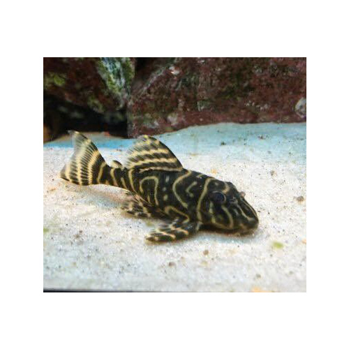 L129 Pleco Hypancistrus debilittera 2.5cm