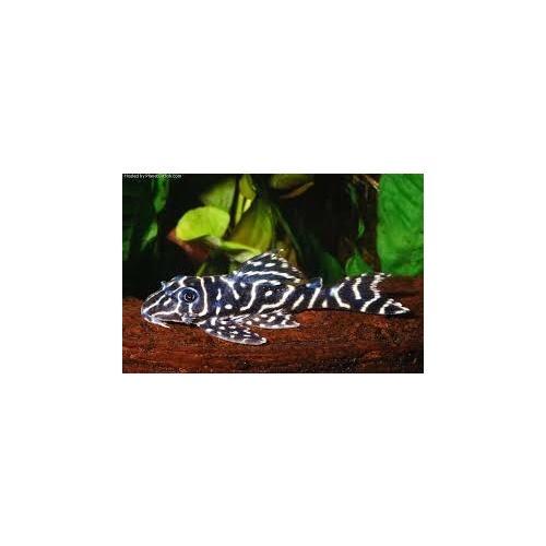 L129 Pleco Hypancistrus debilittera -Pair