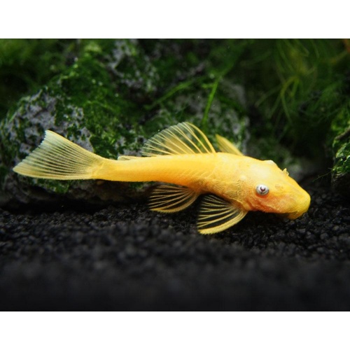 L144 Blue Eye Lemon Bristlenose Pleco (Ancistrus sp.) 3-4cms