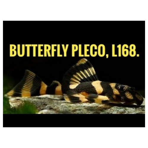 L168 Clown Peckoltia Pleco 5cm