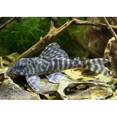 Peckoltia sp. L377, also known as the "Pleco Prince Tiger 4cm