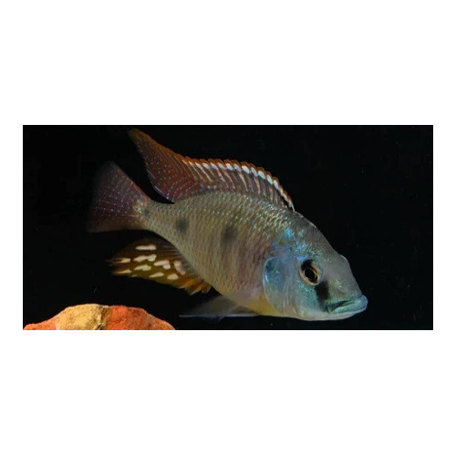 Otopharynx Tetrastigma 5-6cm African Cichlid