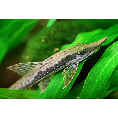 Long Nose Whiptail Catfish 10cm (Sturisoma Barbatum)