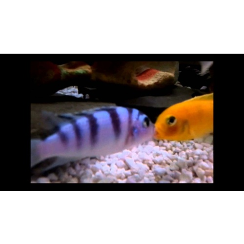 Lombardoi Kenya Cichlid - Metriaclima Lombardoi 4-5cm