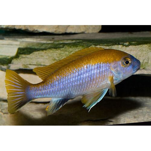 Lawsi Cichlid (Gephyrochromis lawsi) 5cm