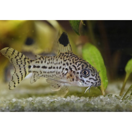 Leopard CORYDORA 3cm