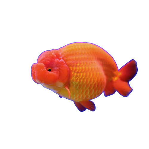 Lionhead Goldfish 5cm