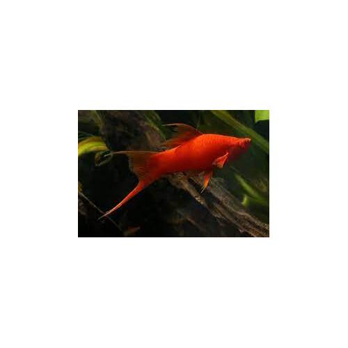 Lyretail Red Sword Tail Live Fish 4cm