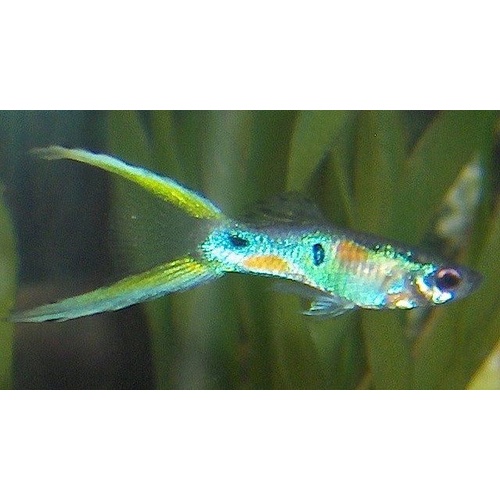 Lyretail Male Guppy 3.0cm