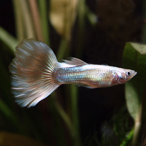 Male Silver Neon Guppy 3.5cm