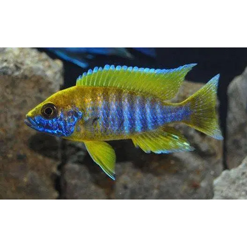Mamelala Peacock Cichlid - Aulonocara Sp Yellow 5cm