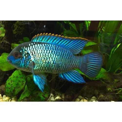Neon Blue Acara -Aequidens pulcher 10cm