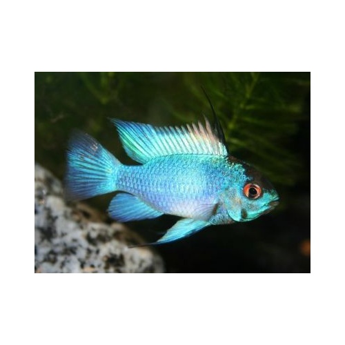 Neon Rams -  Mikrogeophagus ramirezi 3-4cm