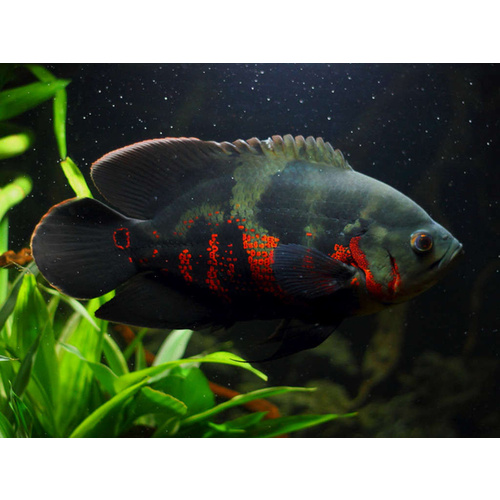 Oscar Cichlid - Astronotus Ocellatus7cm