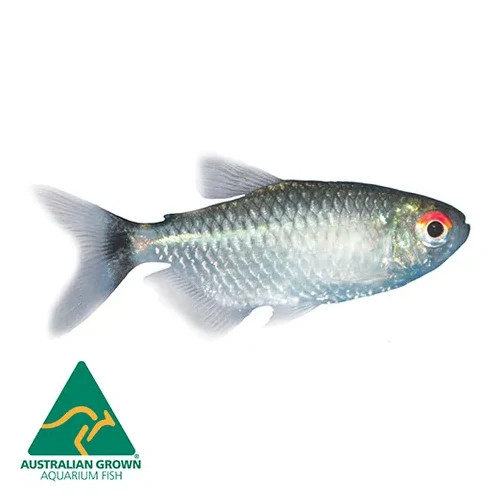 Lampeye Tetra 3cm – Red Eye Tetra