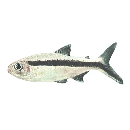 3cm Penguin Tetra