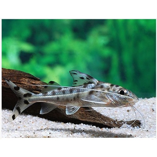 Pictus Catfish - Pimelodus Pictus 5cm